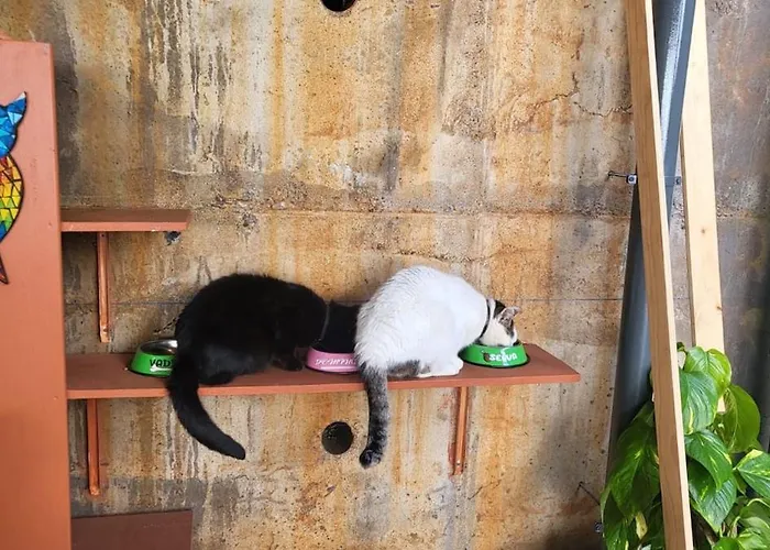 Personal Blue House Madeira 公寓 圣克鲁斯